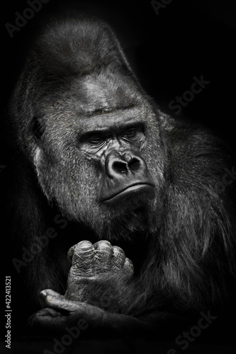 The skeptical pose of the gorilla boss