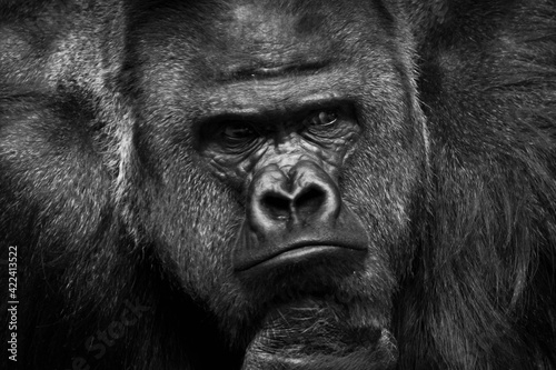  male gorilla, pensively looks ahead, occupying the entire frame