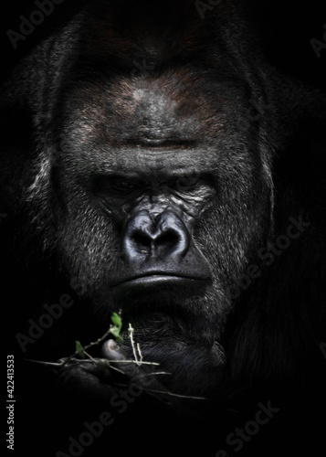  heavy reflections of a strong male gorilla