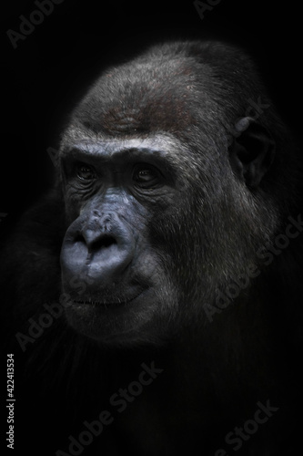 Calm female anthropoid gorilla