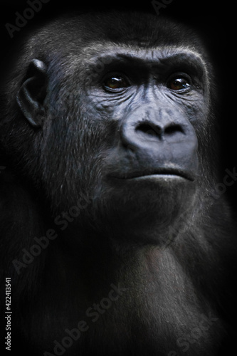Strained face with shining eyes, female gorilla © Mikhail Semenov
