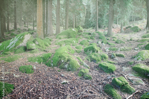 Foggy woods with rocks covered with moss