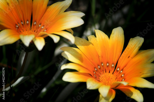 Yellow Gazania flower under the sun