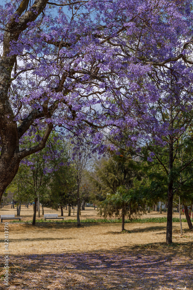 Obraz premium Árbol de Jacaranda en el parque de chapultepec