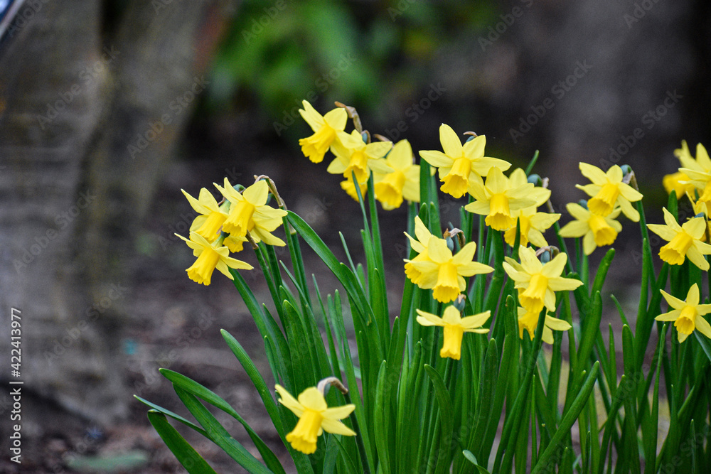 Fototapeta premium Yellow Daffodil Flowers - Depth of Field
