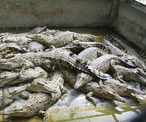 Thailand crocodile farm