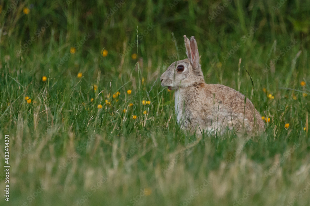 Fototapeta premium Kaninchen in Blumenwiese