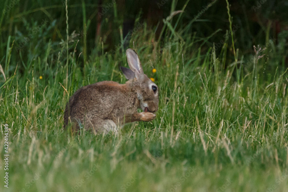 Kaninchen in Blumenwiese