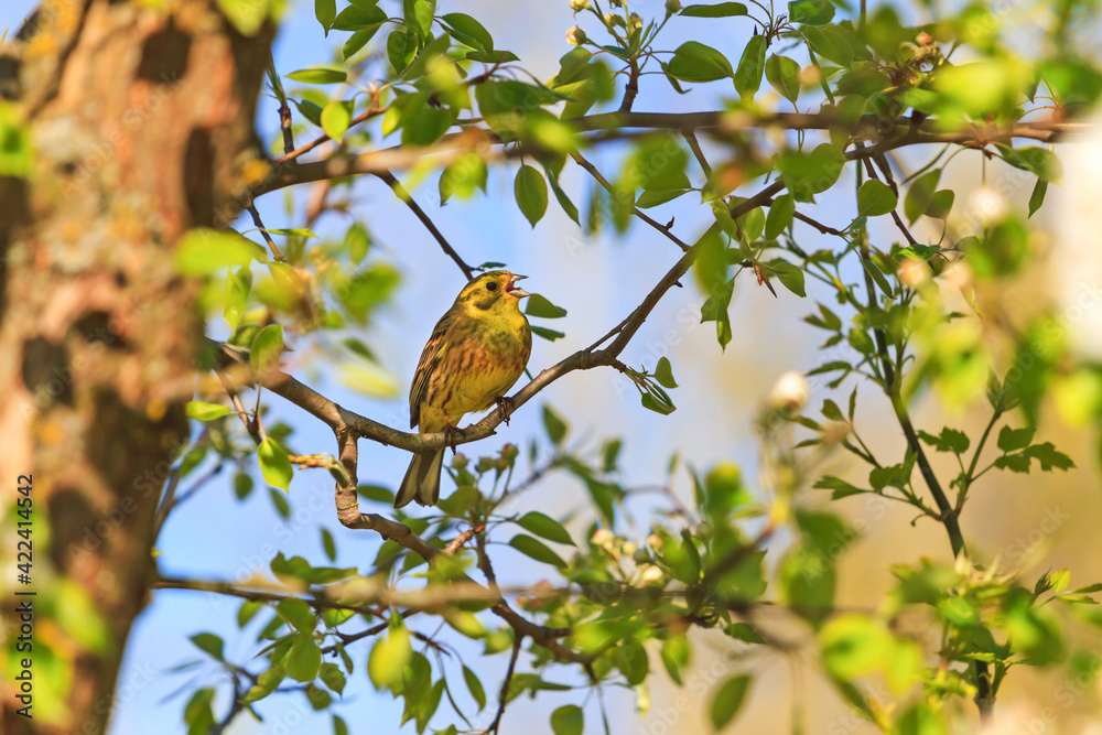 Obraz premium yellowhammer sings in the spring garden