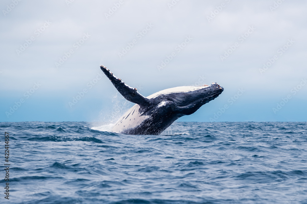 Fototapeta premium Humpback whale breaching, Isla de la Plata (Plata Island), Ecuador