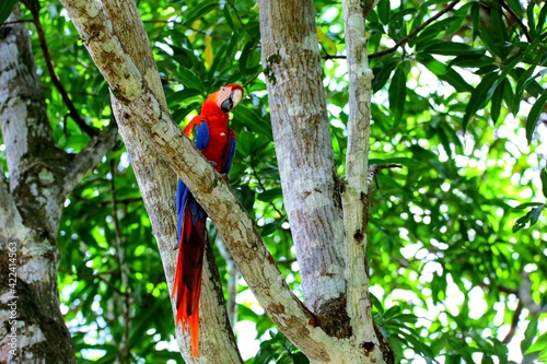 Oiseaux tropicaux du Costa Rica