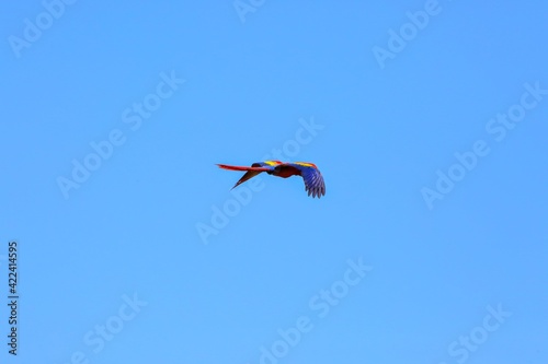 Oiseaux tropicaux du Costa Rica