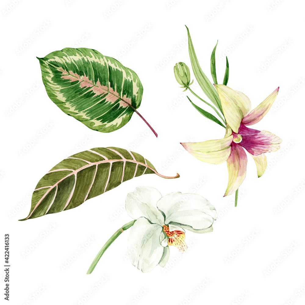 Obraz premium set of isolated tropical watercolor orchid flowers and leaves hand painted for cards and invitations