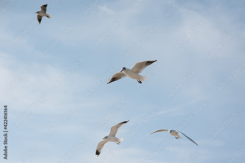 A flock of beautiful white and gray sea gulls flies against the blue sky, soaring above the clouds on a sunny day. Photo of a bird.