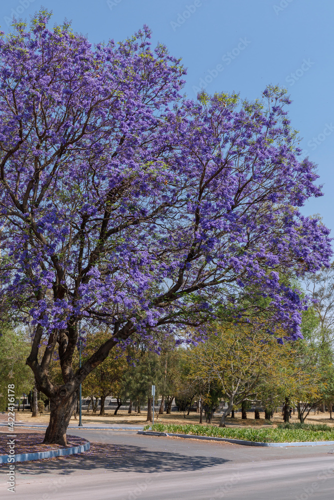 Fototapeta premium Árbol de jacaranda junto a la calle en la segunda sección de Chapultepec