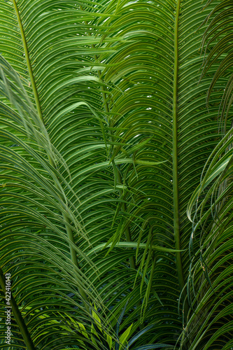 Green palm leaf pattern
