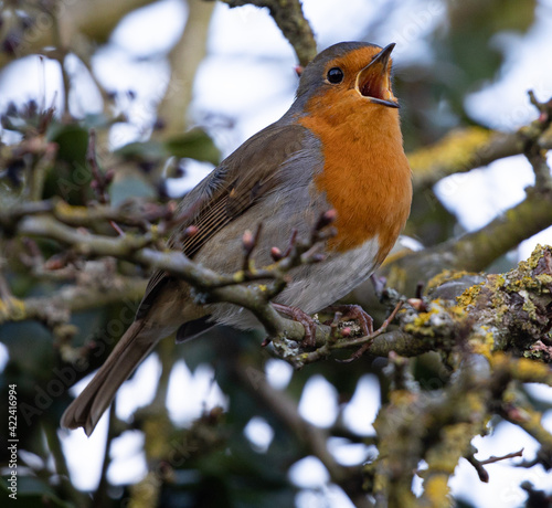 Papier peint singes - Papier peint Closeup shot of a singing European robin perched on a branch