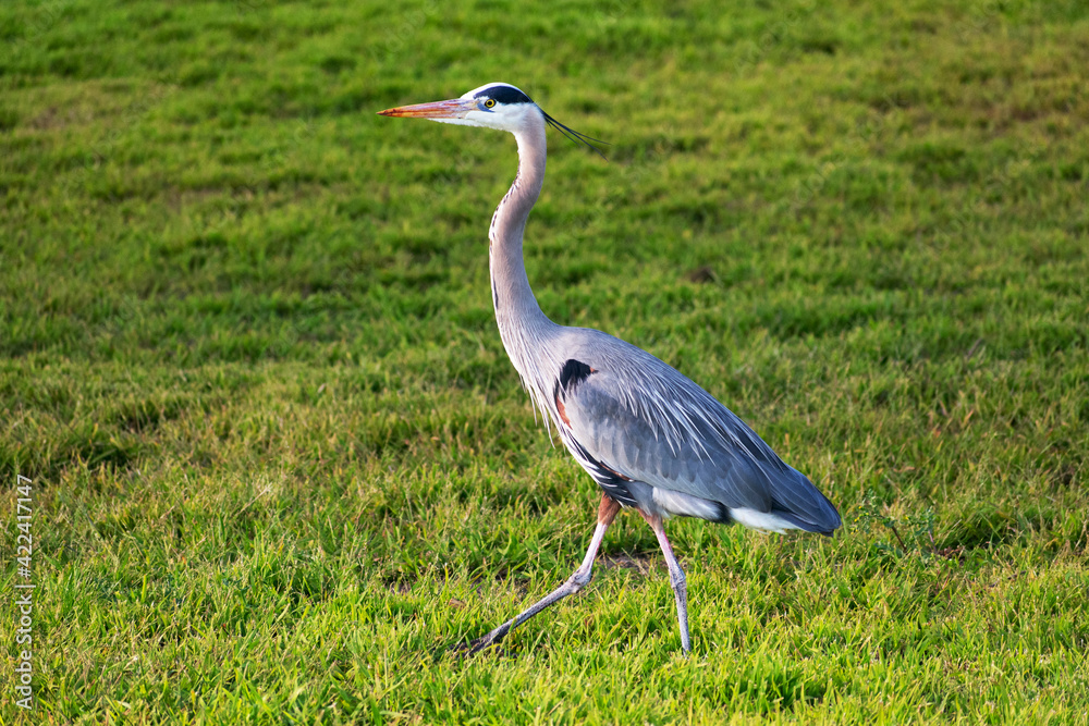 Fototapeta premium Side view of great blue heron walking on green grass.