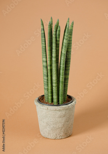 fresh green succulent flower in a small pot on the background