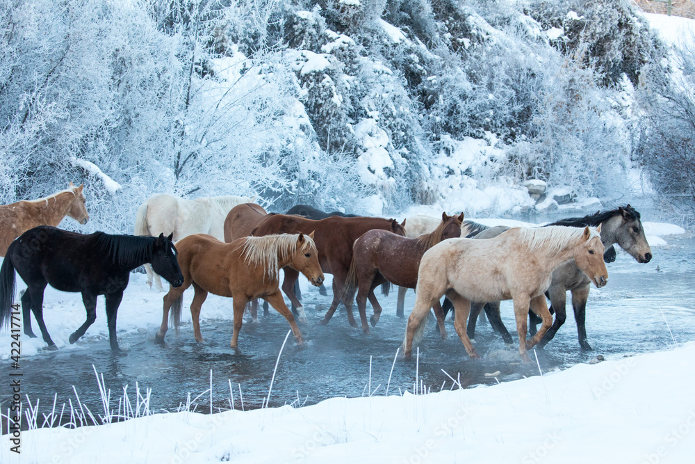Horse drive in winter on Hideout Ranch, Shell, Wyoming. Horses crossing Shell Creek snow.