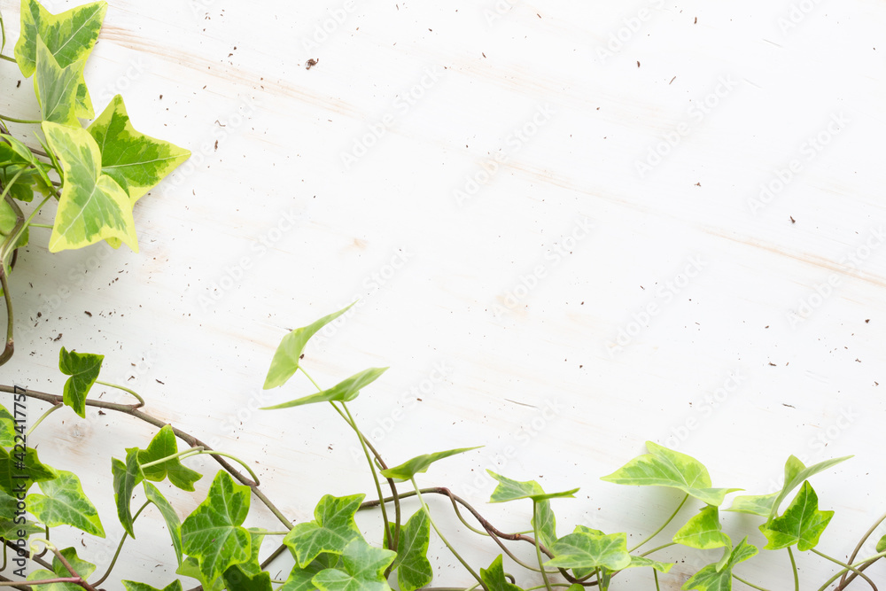 ivy vine border on white wood background ivy vine border on white wood background