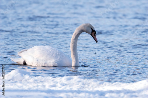 Fototapeta Naklejka Na Ścianę i Meble -  white swan in the water