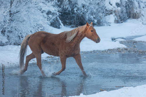 Horse drive in winter on Hideout Ranch  Shell  Wyoming. Horse crossing Shell Creek snow.