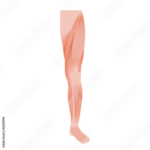 Muscular system legs