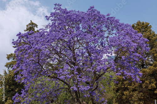 Ramas y flores de Jacarandas con el cielo azul de fondo