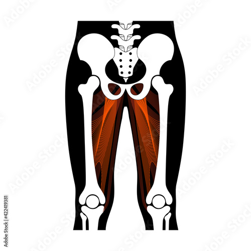 Muscular system legs