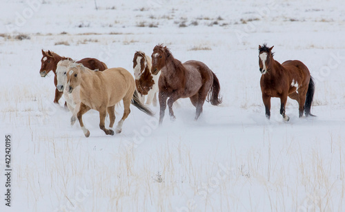 Horse drive in winter on Hideout Ranch, Shell, Wyoming. Herd of horses running in winters snow.