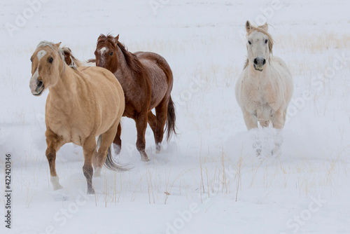 Fototapeta Naklejka Na Ścianę i Meble -  Horse drive in winter on Hideout Ranch, Shell, Wyoming. Herd of horses running in winters snow.