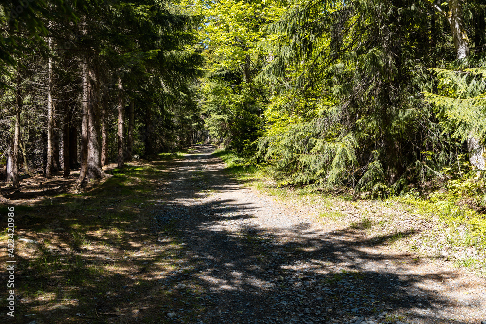 Fototapeta premium Long mountain trail in Jizera Mountains with high trees around
