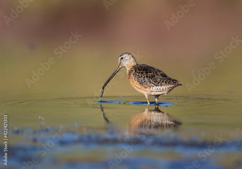USA, Wyoming, Sublette County, Long-billed Dowitcher foraging for invertebrates in lake photo