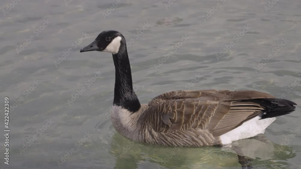 Canada goose swimming past a snow pile. Canada goose swimming past a snow pile.