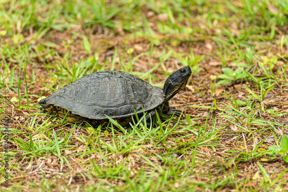 Yellow-bellied slider turtle southeast USA Yellow-bellied slider turtle southeast USA