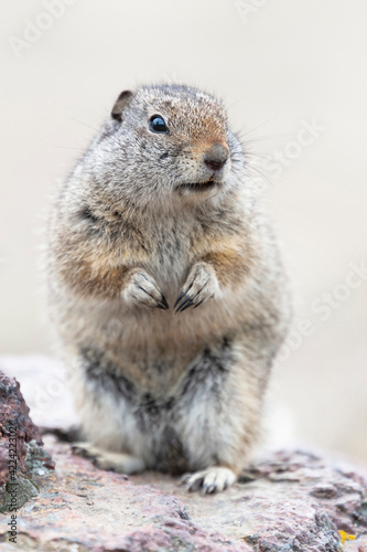 Yellowstone National Park, Richardson's ground squirrel.