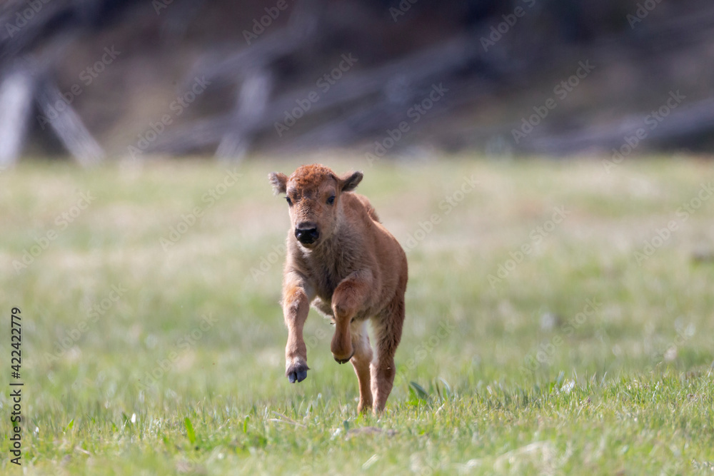 Yellowstone National Park. American bison calf runs in a green meadow.