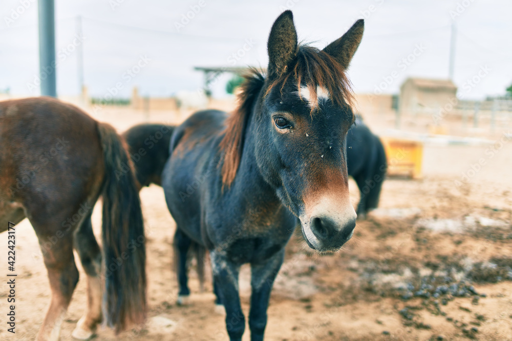 Fototapeta premium Adorable ponies walking at the farm
