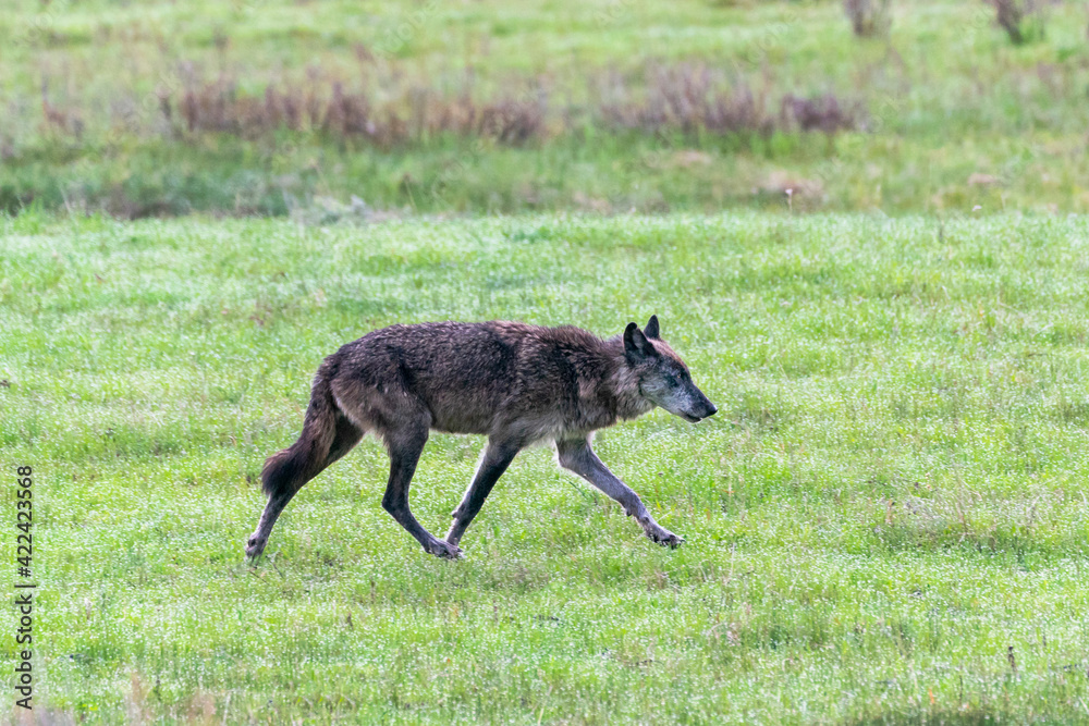 Yellowstone National Park, gray wolf trots through the green grass and sage. Yellowstone National Park, gray wolf trots through the green grass and sage.