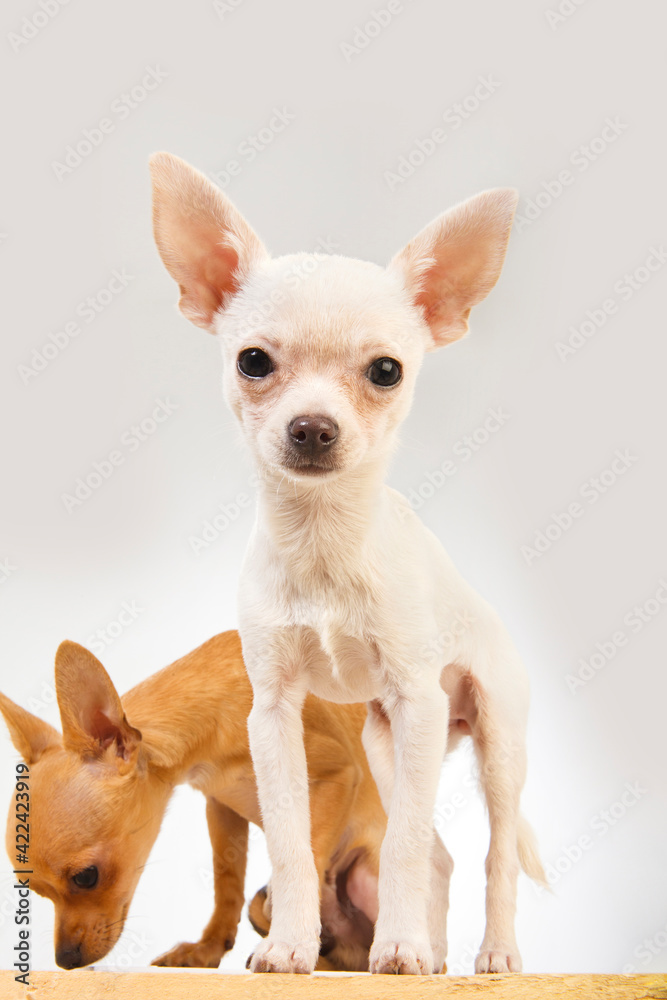 Two chihuahua dogs with white background One of the dogs is brown and is sitting sniffing the background and the other is white is standing and looking at the camera. Very close to camera.