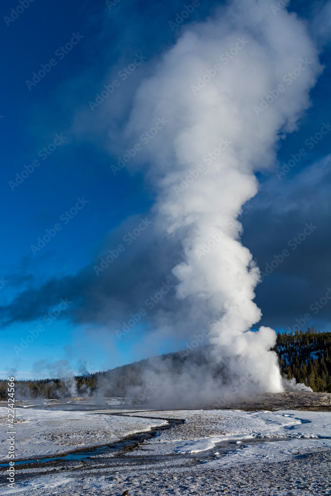 Rising steam from erupting Old Faithful Geyser, Yellowstone National Park, Wyoming, USA.