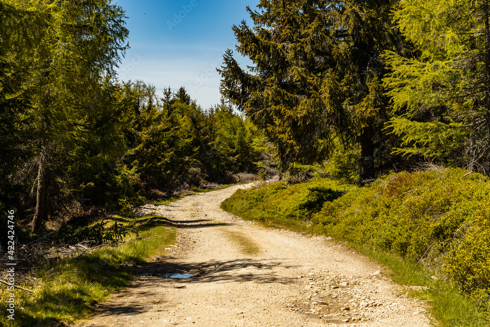 Fototapeta premium Long mountain trail in Jizera Mountains with high trees around