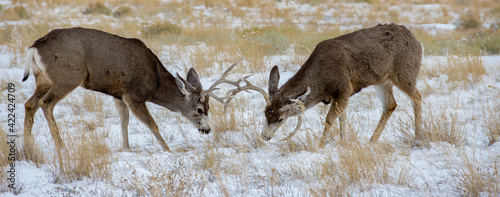 Young mule deer bucks play fighting, Rawlins, Wyoming, USA. photo