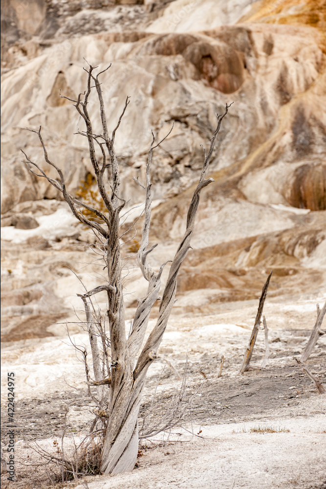 Yellowstone National Park, Wyoming, USA. Dead trees at Minerva Terrace at Mammoth Hot Springs. They were killed by the thermal acidic steam from nearby geysers. Yellowstone National Park, Wyoming, USA. Dead trees at Minerva Terrace at Mammoth Hot Springs. They were killed by the thermal acidic steam from nearby geysers.