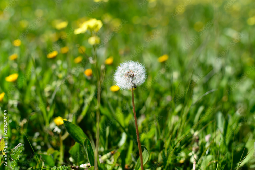 Dandelion in a spring landscape surrounded by grass and wild flowers Dandelion in a spring landscape surrounded by grass and wild flowers