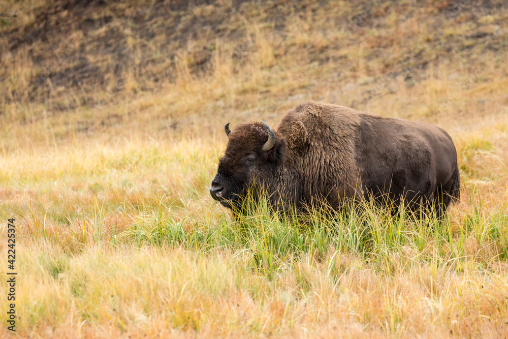 Yellowstone National Park, Wyoming, USA. American bison grazing in tall grass. Yellowstone National Park, Wyoming, USA. American bison grazing in tall grass.