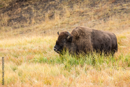 Yellowstone National Park, Wyoming, USA. American bison grazing in tall grass.