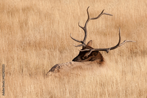 Canvas-taulu WY, Yellowstone National Park, Bull Elk, in meadow, (Cervus elaphus)