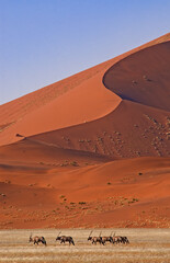 Vertical shot of the Namib-Naukluft National Park, with a red dune in the background and animals